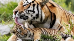 Nagy macskák eurázsia